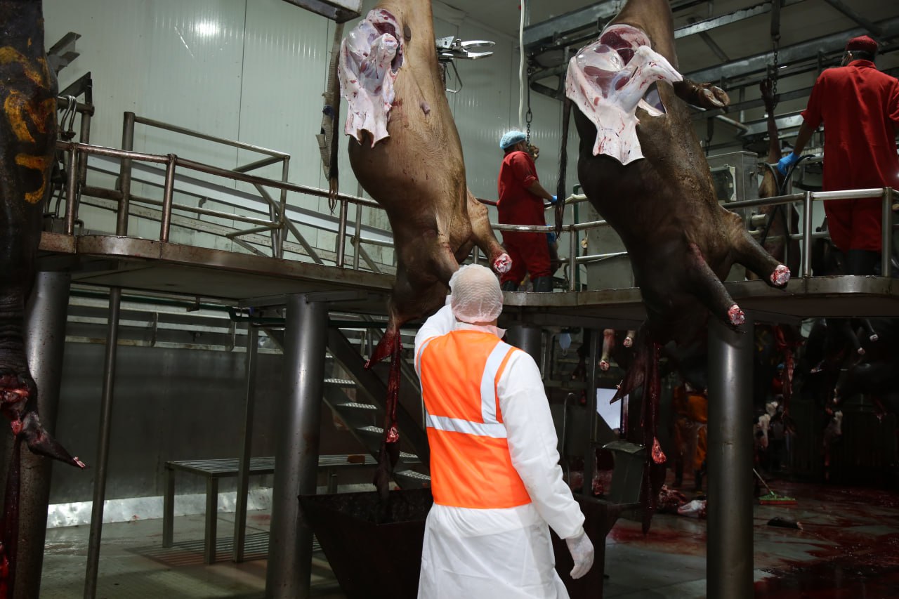 Eid Al-Adha Qurbani Meat Distribution | Nazya Humanitarian Aid, Gaza, Palestine